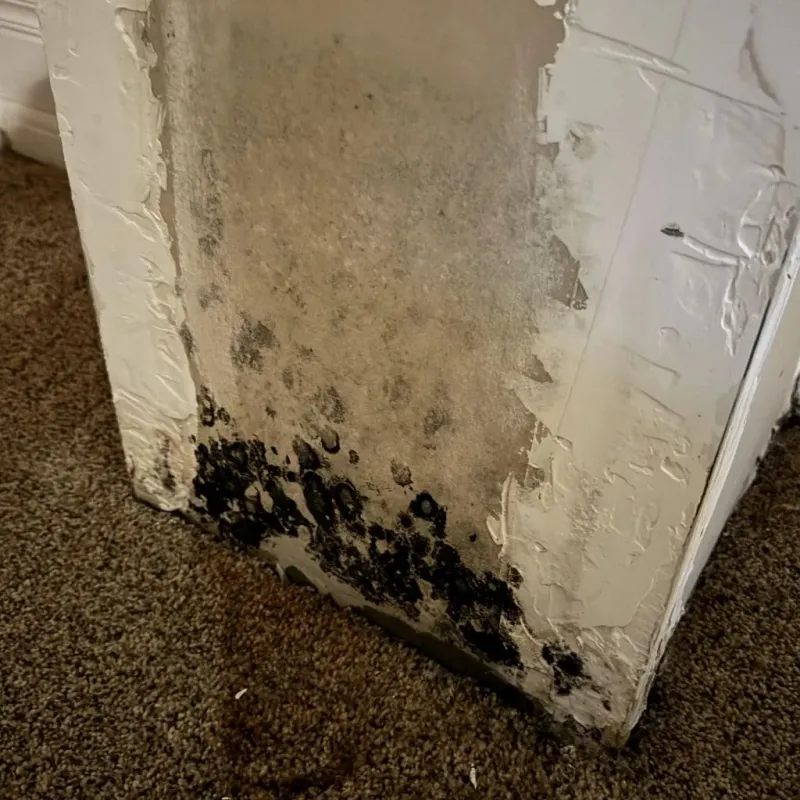 Professional Mold Removal in Covington County, MS